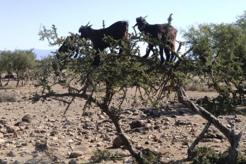 G_Zon, Zee en Bergen